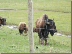 buffalo5