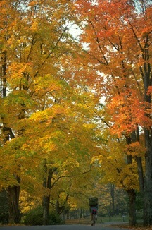 [autumn trees[2].jpg]