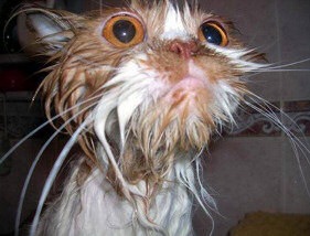 [cat_bath_why[2].jpg]
