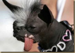 dog_tongue