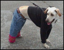 [dog_own_jeans[2].jpg]