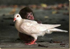 monkey_bird