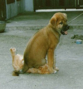 [dog_sit_cat[2].jpg]