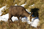 http://lh3.ggpht.com/_Vkwoux6RVCU/R8a1XcuHU_I/AAAAAAAACD8/gJESC2kZk9Y/R2_502b%20Chamois%20au%20HOHNECK%20de%20Jacques%20Martin.jpg