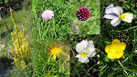 http://lh3.ggpht.com/_Vkwoux6RVCU/SNygHBOCfgI/AAAAAAAAFdc/Po8rl5Dstq0/MercantourJ9_018fleurs2.JPG