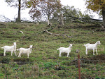 http://lh3.ggpht.com/_Vkwoux6RVCU/SRgykC7mqgI/AAAAAAAAHTk/j03eKea2Ero/Walcourt%20001.jpg