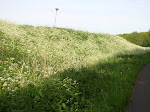 http://lh3.ggpht.com/_Vkwoux6RVCU/Sgf8D0uEjCI/AAAAAAAAKOY/nLPWJxGyRa8/DSCN0793.JPG