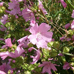 http://lh3.ggpht.com/_Vkwoux6RVCU/Sl2d1fYgCZI/AAAAAAAANlI/vZwAEGQ0LJw/25.jpg