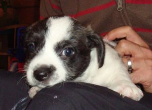 rencontre bichon maltais
