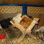 unser Minizoo &ndash; Balthasar, Sookie, Lorelai
