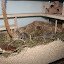 unser Minizoo &ndash; Simon &amp; Simon