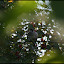Sonnenblumenlabyrinth &ndash; 