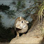 Museum für Naturkunde Berlin &ndash; Wildkaninchen