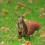– Nusskumpel / Eichhörnchen - Was is denn hier los? – Nusskumpel / Eichhörnchen - Was is denn hier los?