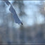 winterlicher Grunewald – winterlicher Grunewald –