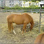 am Mauerpark – Jugendfarm Moritzhof - Pferde am Mauerpark – Jugendfarm Moritzhof - Pferde