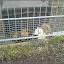  &ndash; Jugendfarm Moritzhof - Meerschweine