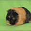 Meerschwein-Shooting – Kaylin Meerschwein-Shooting – Kaylin