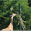 Geburtstag im Tierpark &ndash; Giraffe