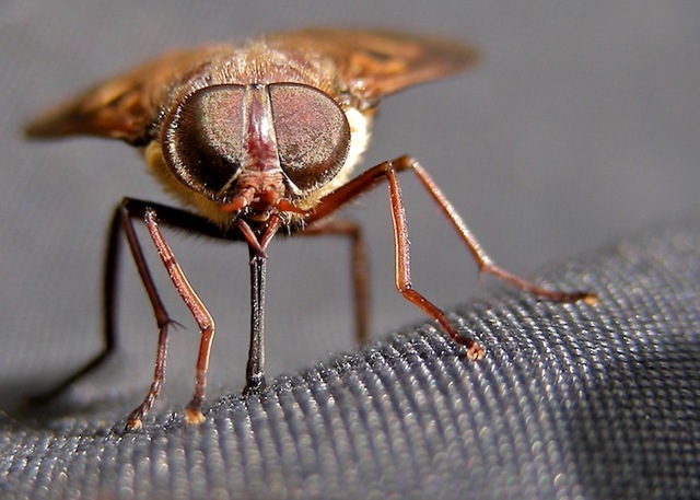 [20090102-12-41-55-riverside-apsley-marchfly[4].jpg]