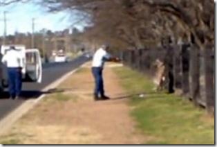 Police shoot kangaroo