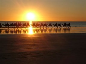 [Camels near Broome[5].jpg]