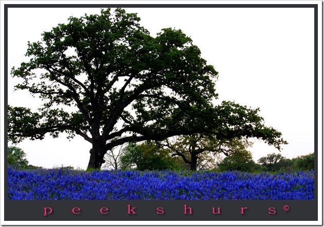 bluebonnet