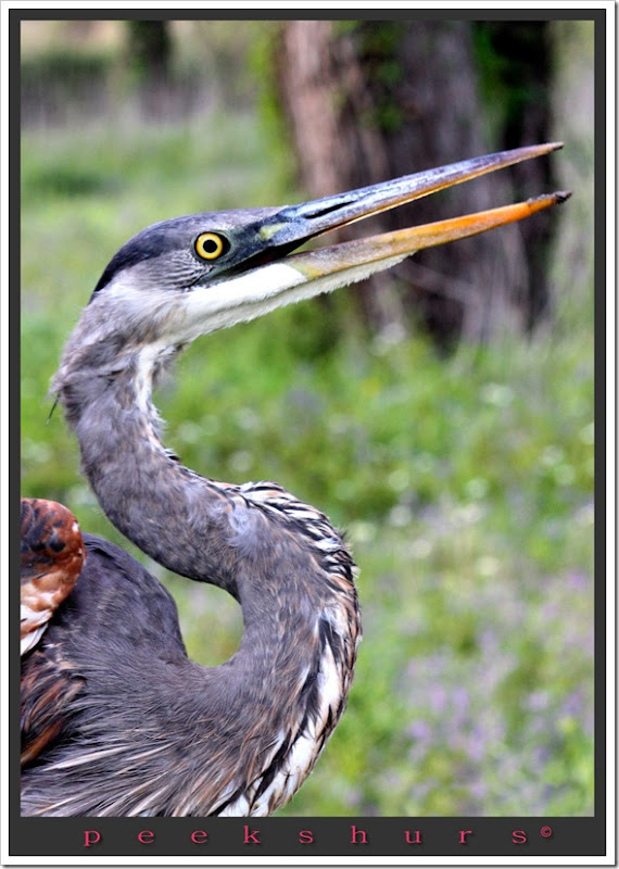 crane