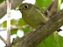 Wildlife Around Greenhouses