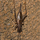 Cricket