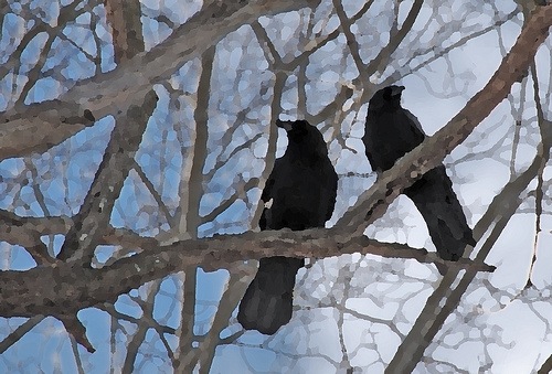 [crows[6].jpg]