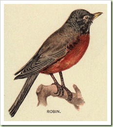 1birdrobin