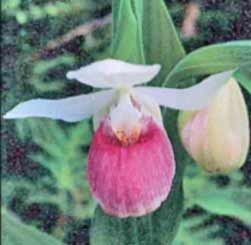 [Showy Lady Slipper 4[7].jpg]