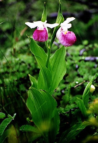 [Showy Lady Slipper 2[3].jpg]