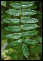 comocladiaglabra1 comocladiaglabra1