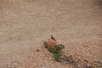 DSC_5064.JPG
