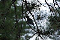 DSC_4976.JPG