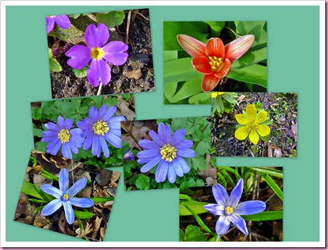 Frühlingsblumen