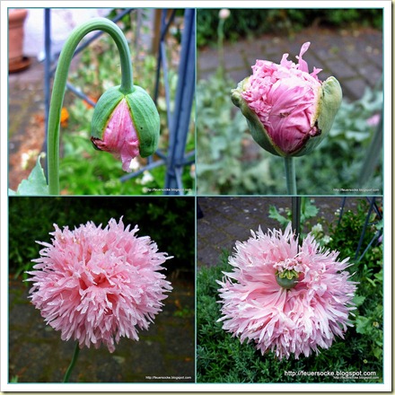 Mohn 3