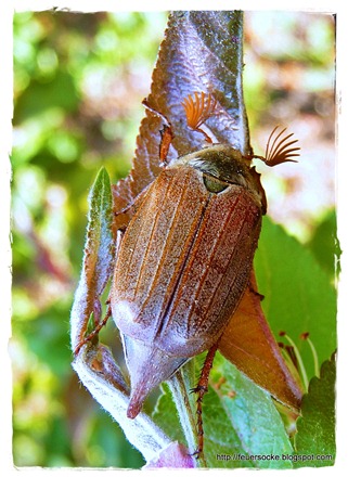 P1020538