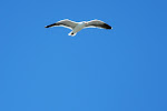 SF-Trip-YSK2-3.jpg