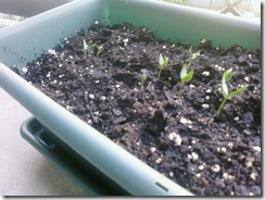 Peppers