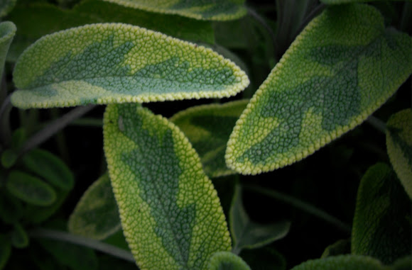 Spotting Image 1