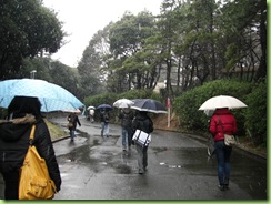 Todos con sus sombrillas, entrando a la universidad. Everybody covering thmeselves with umbrellas. 皆は傘をさして歩いている。