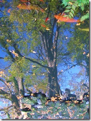 Reflejo