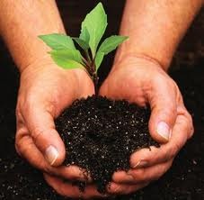 [plant a tree[3].jpg]