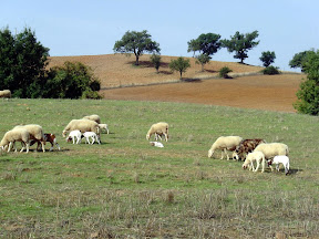 Agriturismo Serratone, Bed and breakfast, un indimenticabile soggiorno lastminute in appartamento con piscina e aria condizionata  al mare tra le colline della maremma toscana per te e la tua famiglia