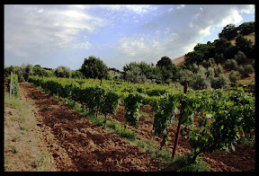 Agriturismo Serratone, Bed and breakfast, Vacanze in appartamento con piscina e aria condizionata in Toscana