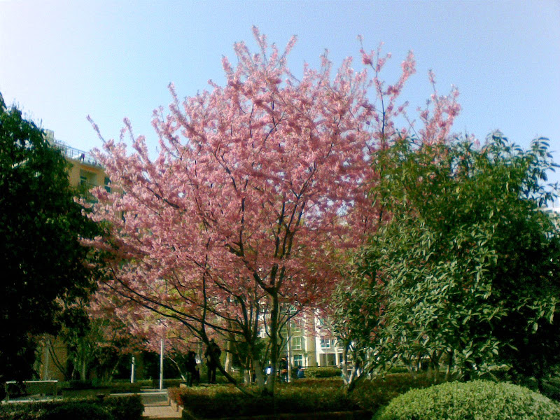 樱花