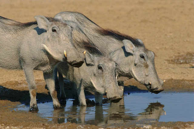 Wild Animals Wallpapers 1600×1067 Wild Animals Wallpapers 1600×1067